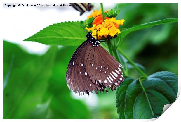  The Great Eggfly (Hypolimnas bolina), Print by Frank Irwin