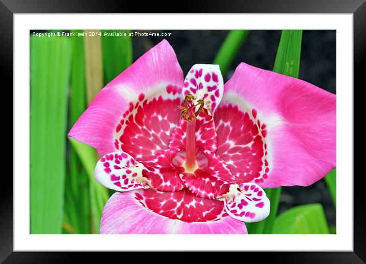  Asiatic Lily in close up (macro) Framed Mounted Print by Frank Irwin