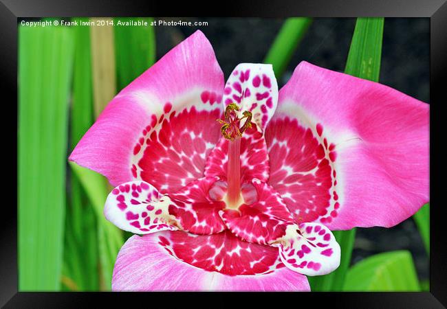  Asiatic Lily in close up (macro) Framed Print by Frank Irwin