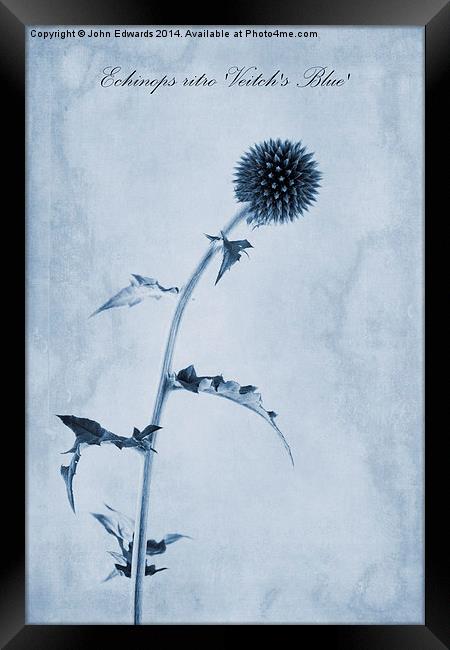 Echinops ritro Veitch's Blue Cyanotype Framed Print by John Edwards