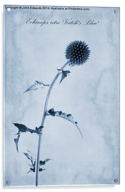 Echinops ritro Veitch's Blue Cyanotype Acrylic by John Edwards