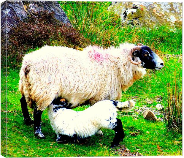 Dinner time for this young lamb Canvas Print by Judith Lightfoot