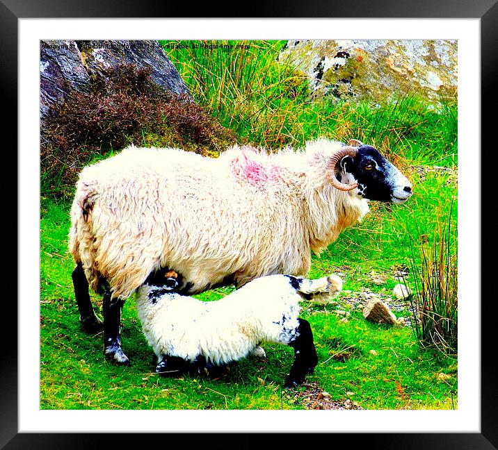 Dinner time for this young lamb Framed Mounted Print by Judith Lightfoot