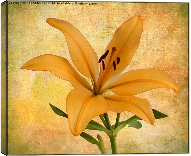  Lily Canvas Print by Robert Murray
