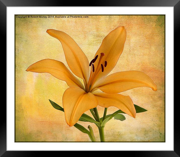  Lily Framed Mounted Print by Robert Murray