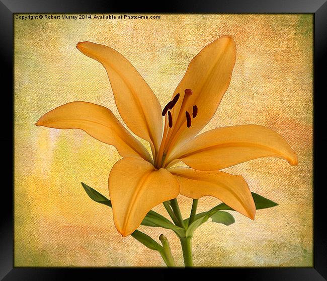  Lily Framed Print by Robert Murray