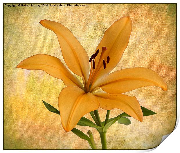  Lily Print by Robert Murray