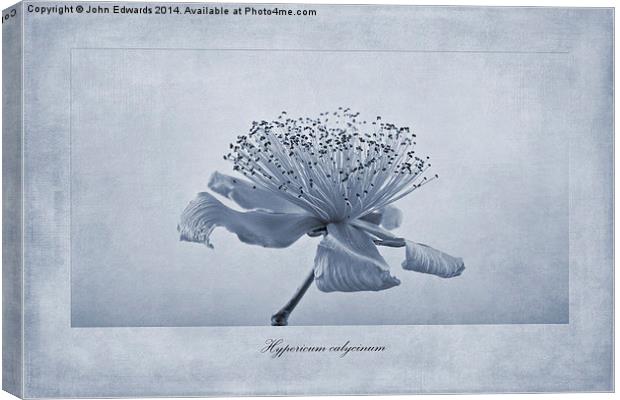 Hypericum calycinum Cyanotype Canvas Print by John Edwards