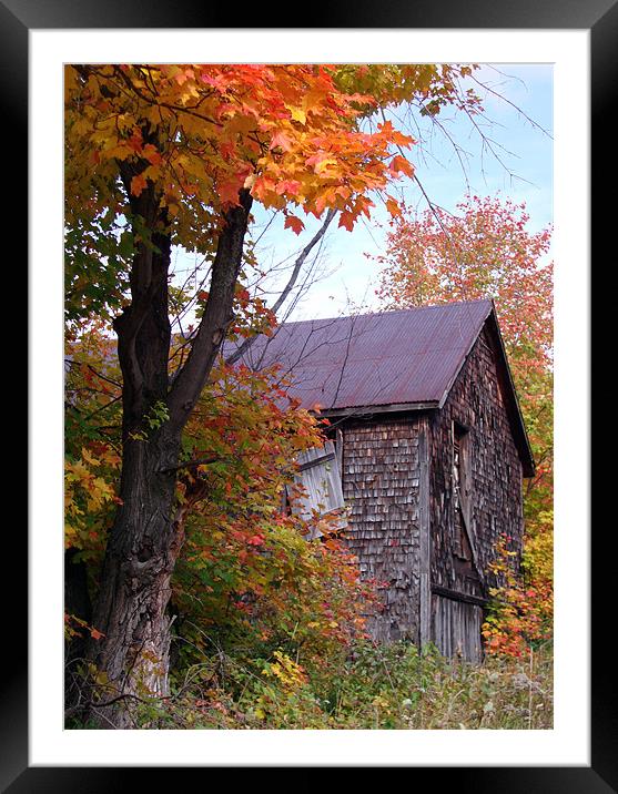 Old Shack Framed Mounted Print by Donna-Marie Parsons