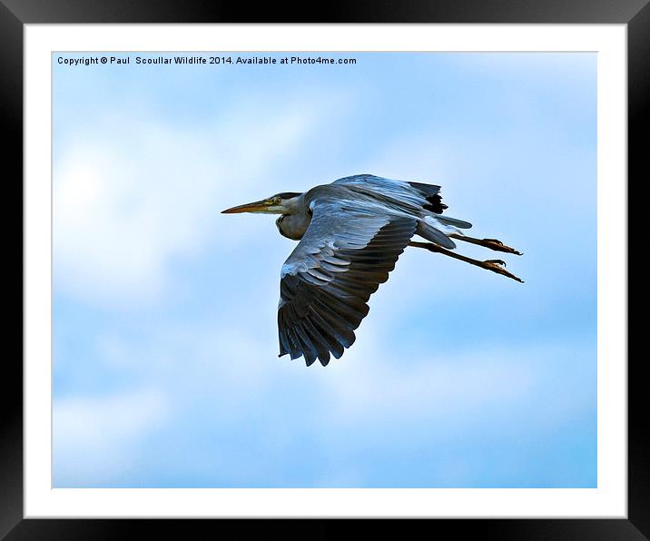  Grey Heron in flight Framed Mounted Print by Paul Scoullar