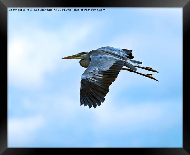  Grey Heron in flight Framed Print by Paul Scoullar