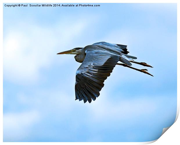  Grey Heron in flight Print by Paul Scoullar