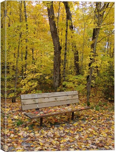 Forest bench Canvas Print by Donna-Marie Parsons