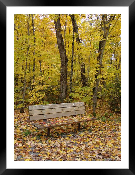 Forest bench Framed Mounted Print by Donna-Marie Parsons