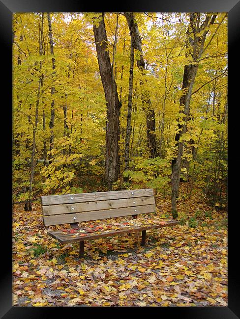 Forest bench Framed Print by Donna-Marie Parsons