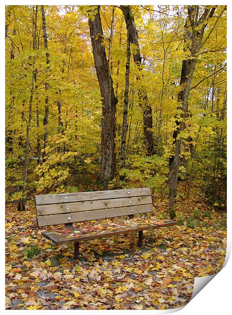 Forest bench Print by Donna-Marie Parsons