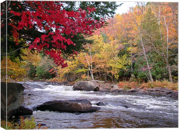 Oxtongue River Rapids Canvas Print by Donna-Marie Parsons