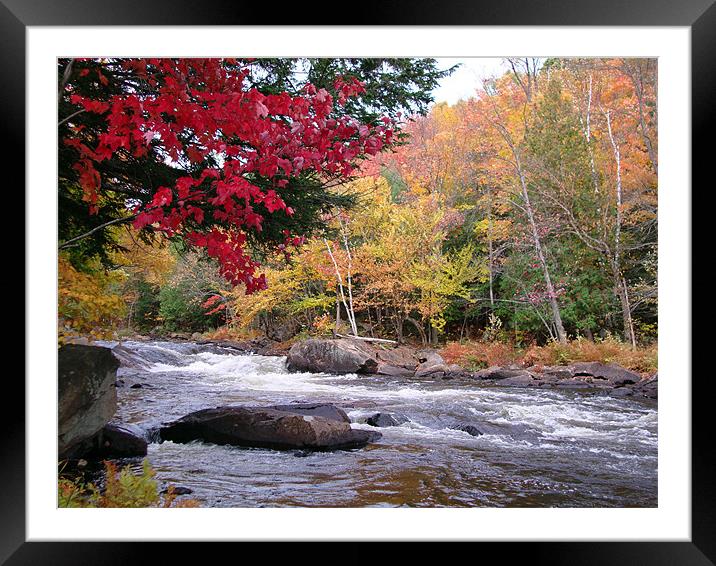Oxtongue River Rapids Framed Mounted Print by Donna-Marie Parsons