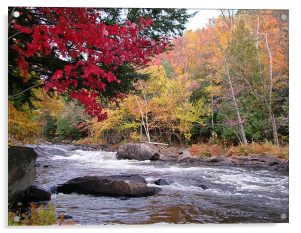 Oxtongue River Rapids Acrylic by Donna-Marie Parsons