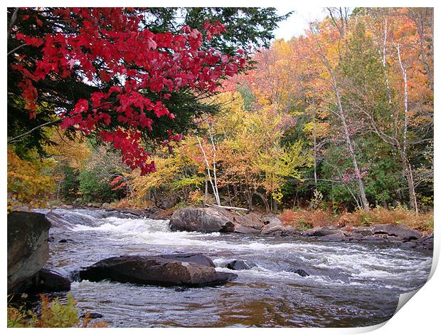 Oxtongue River Rapids Print by Donna-Marie Parsons
