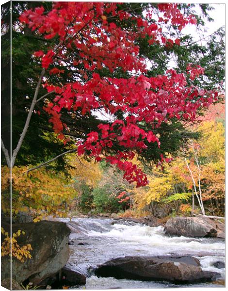 Red tree near the river Canvas Print by Donna-Marie Parsons