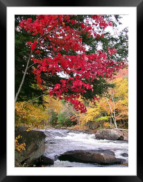 Red tree near the river Framed Mounted Print by Donna-Marie Parsons