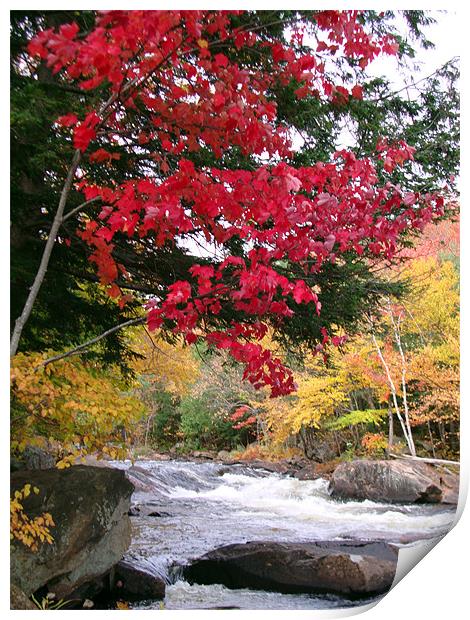 Red tree near the river Print by Donna-Marie Parsons