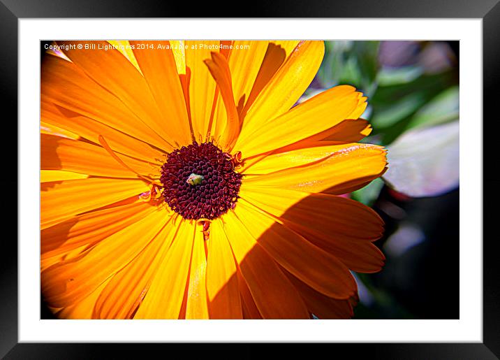  Golden Yellow Delight Framed Mounted Print by Bill Lighterness