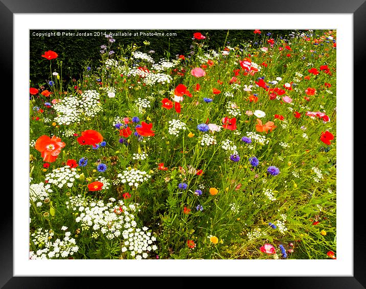  English Wildflower Meadow Framed Mounted Print by Peter Jordan