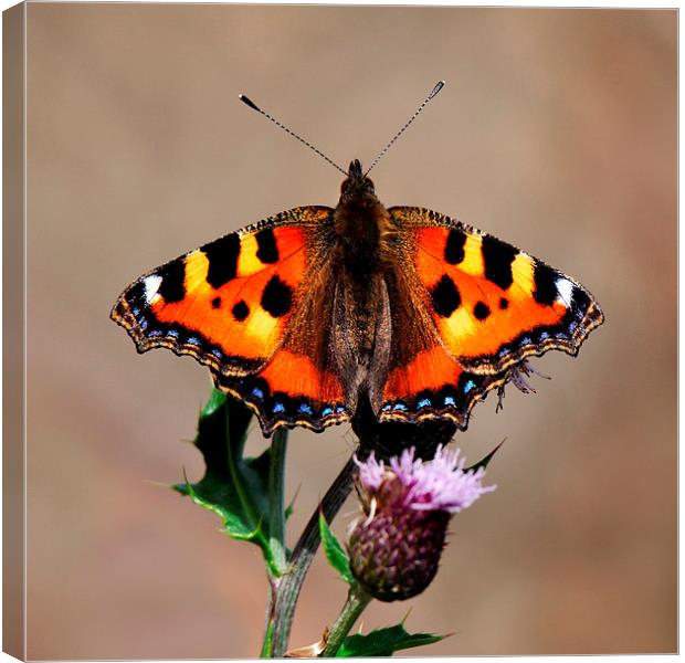   Small Tortoiseshell Butterfly Canvas Print by Macrae Images