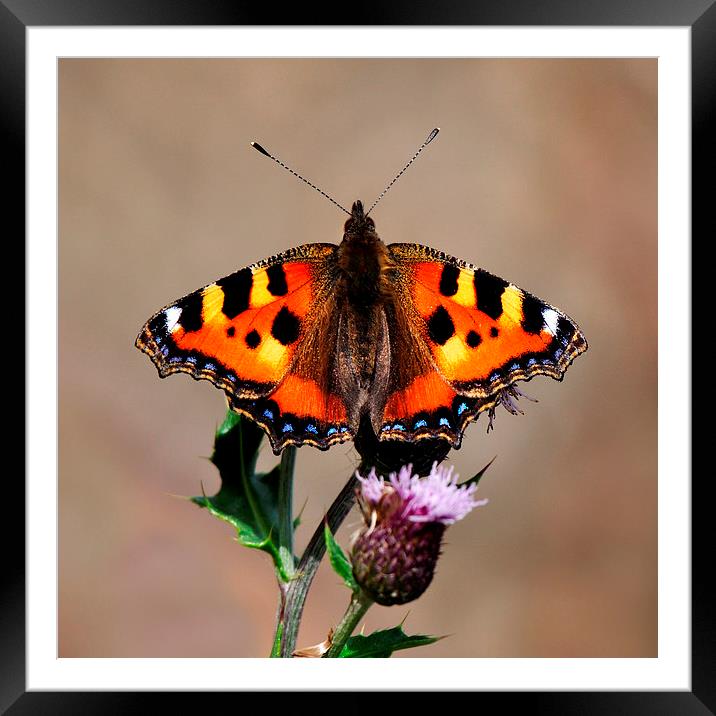   Small Tortoiseshell Butterfly Framed Mounted Print by Macrae Images