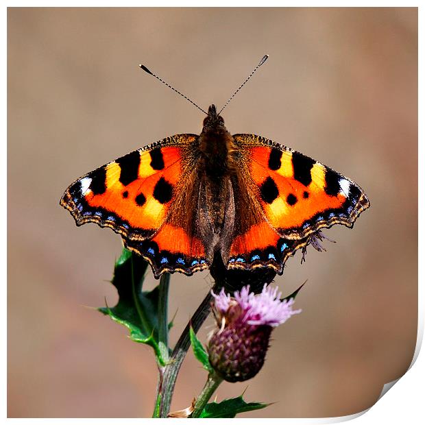   Small Tortoiseshell Butterfly Print by Macrae Images