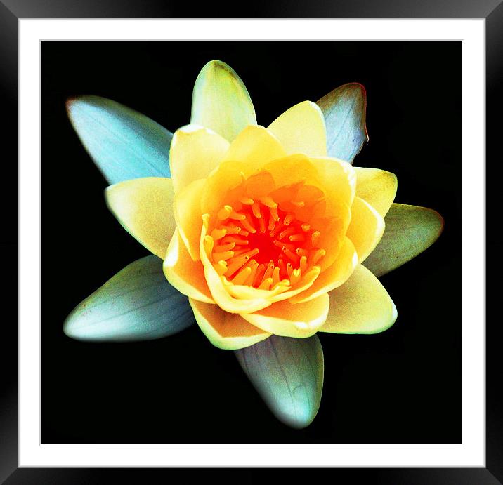 Brilliant Water Lily  Framed Mounted Print by james balzano, jr.