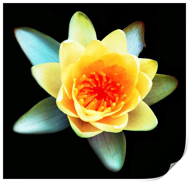 Brilliant Water Lily  Print by james balzano, jr.