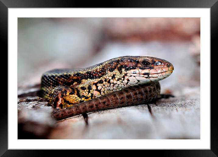  Viviparous Lizard Framed Mounted Print by Macrae Images
