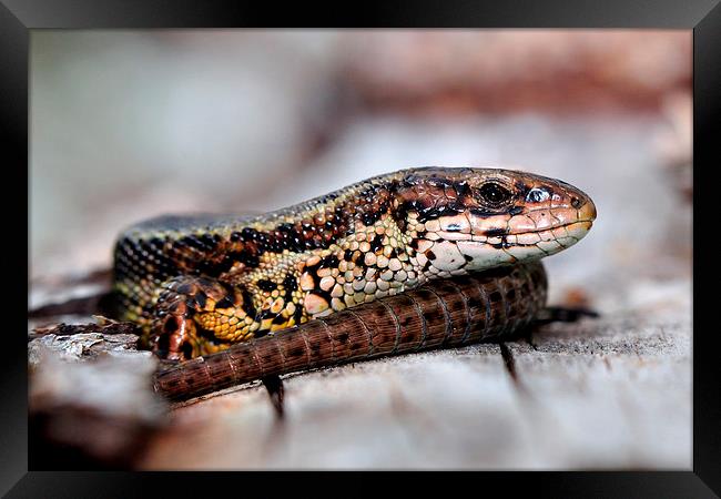  Viviparous Lizard Framed Print by Macrae Images