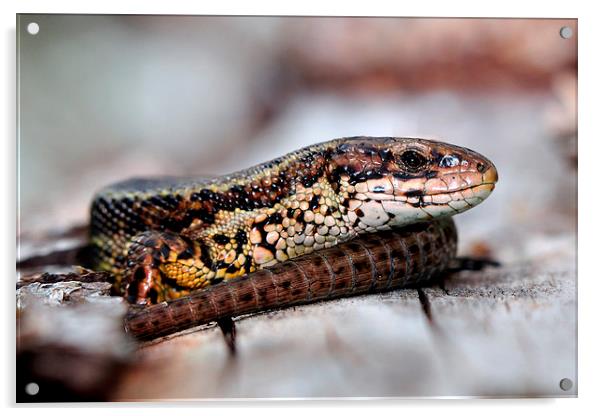  Viviparous Lizard Acrylic by Macrae Images