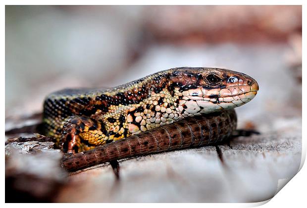  Viviparous Lizard Print by Macrae Images