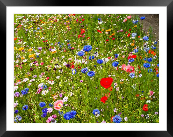  English Wildflower Meadow Framed Mounted Print by Peter Jordan