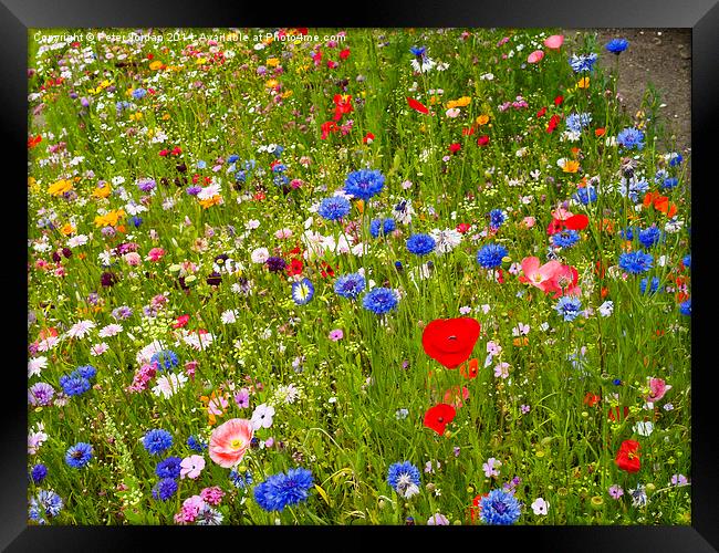  English Wildflower Meadow Framed Print by Peter Jordan