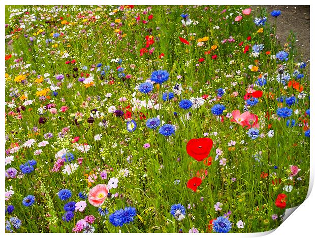  English Wildflower Meadow Print by Peter Jordan