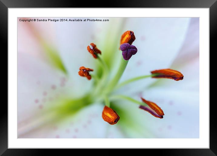 Lily Framed Mounted Print by Sandra Pledger