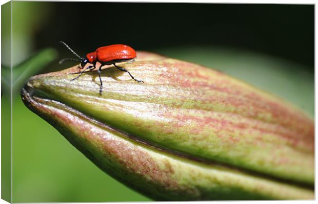 Red Bug on a lilly Canvas Print by Gordon Wheatley