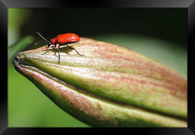 Red Bug on a lilly Framed Print by Gordon Wheatley