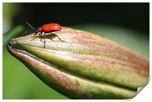 Red Bug on a lilly Print by Gordon Wheatley