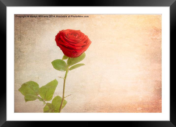 Red Rose, Yellow Light Framed Mounted Print by Martyn Williams