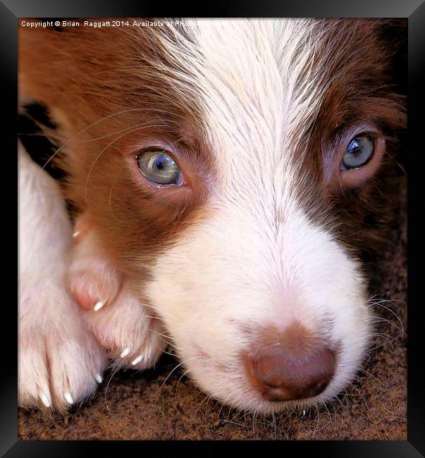 Border Collie Tan and White pup  Framed Print by Brian  Raggatt