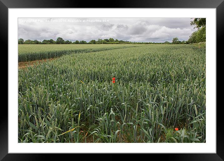  Essex landscape near Matching, Essex,UK Framed Mounted Print by Pauline Tims