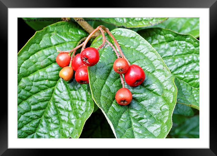  Super Red Cotoneaster berries Framed Mounted Print by Frank Irwin