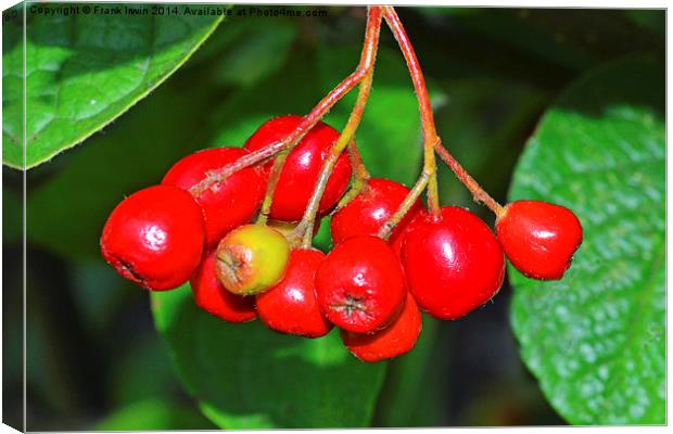 Super Red Cotoneaster berries Canvas Print by Frank Irwin